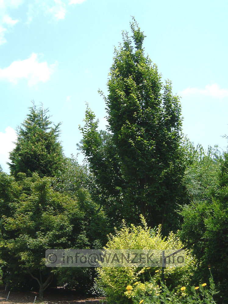 Carpinus betulus Franz Fontaine Heister 6m.jpg